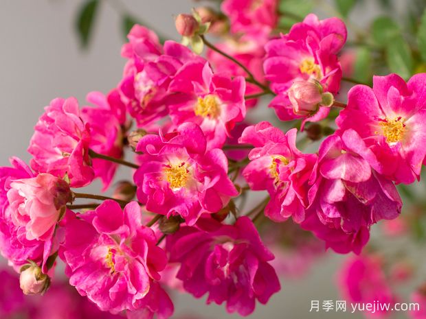 粉色可爱波莉月季(图2) 粉色可爱波莉月季(图2)