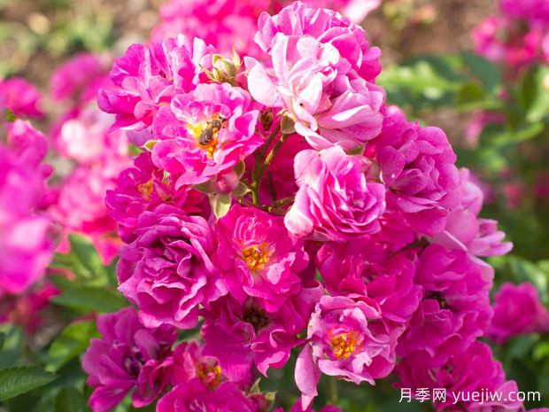 粉色可爱波莉月季(图1) 粉色可爱波莉月季(图1)