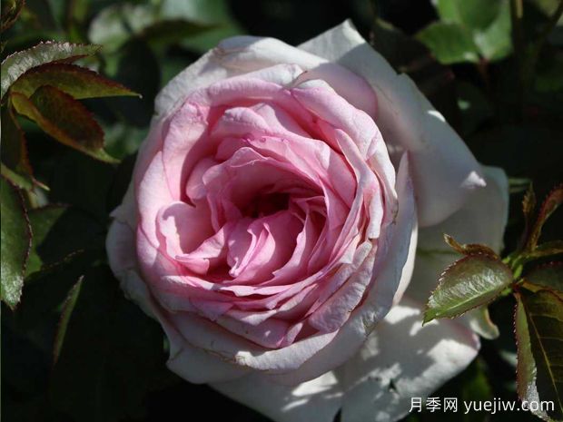 我的玫瑰月季/我的花(图2) 我的玫瑰月季/我的花(图2)