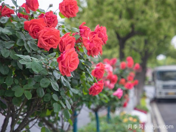 马鞍山月季应用和景观图集(图1)