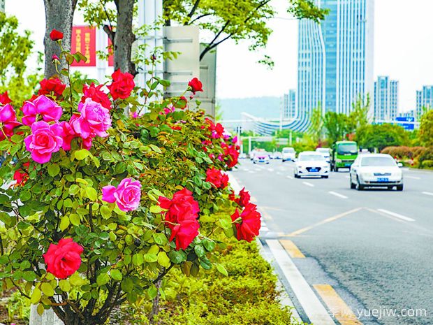 马鞍山月季应用和景观图集(图4)