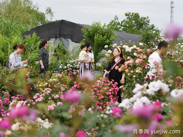 安庆月季市花文化和月季景观(图2) 安庆月季市花文化和月季景观(图2)