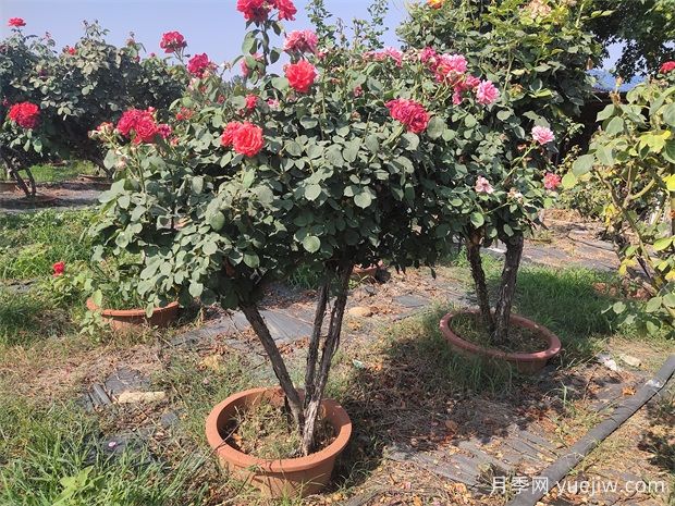 树状月季的培养与研究(图3)