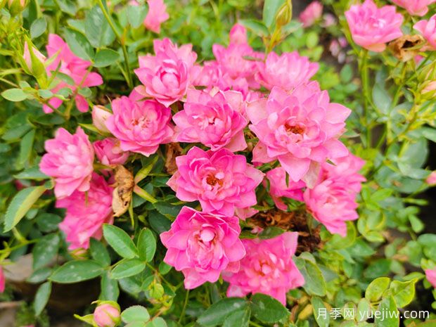 好养的4种月季花，可以种在阳台或庭院里(图2)