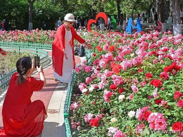 张家口月季应用和景观图集(图1)