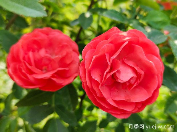 6种藤本花卉，皮实好养适合新手养(图2)