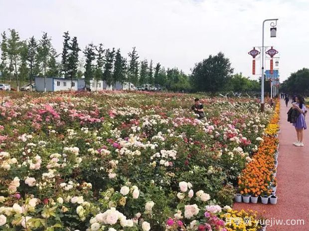 咸阳月季应用和月季景观(图3)
