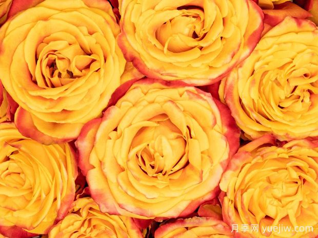 欢乐颂月季/瑟兰(图1) 欢乐颂月季/瑟兰(图1)