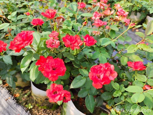 如何正确养护月季花小苗？月季小苗种植和施肥技巧(图1)