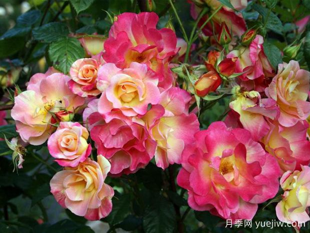 雅各布的长袍月季(图2) 雅各布的长袍月季(图2)