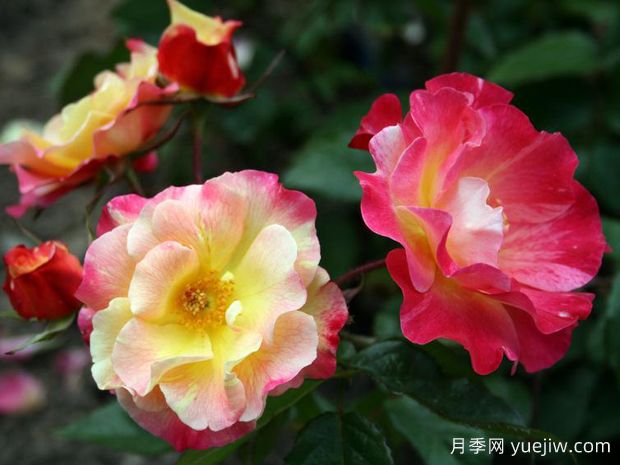 雅各布的长袍月季(图1) 雅各布的长袍月季(图1)