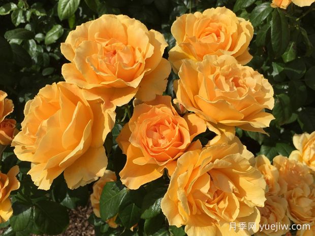 逍遥月季Easy Going(图1) 逍遥月季(图1)