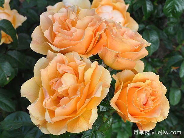 逍遥月季Easy Going(图2) 逍遥月季(图2)