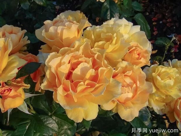 逍遥月季Easy Going(图3) 逍遥月季(图3)