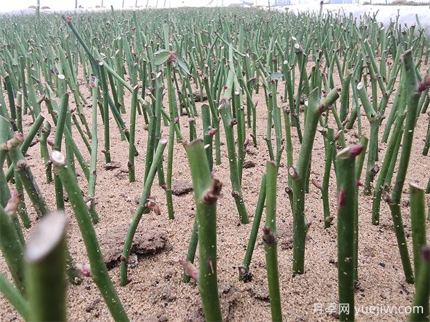 月季扦插技术要点(图1) 月季扦插技术要点(图1)