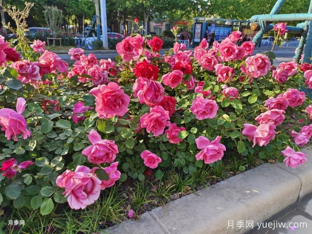 月季修剪的奥秘:跟随修剪,赏心悦目的绚丽花海(图1) 月季修剪的奥秘:跟随修剪,赏心悦目的绚丽花海(图1)