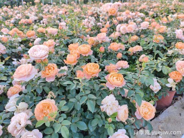 月季修剪的奥秘:跟随修剪,赏心悦目的绚丽花海(图2) 月季修剪的奥秘:跟随修剪,赏心悦目的绚丽花海(图2)