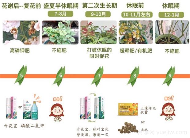 月季全年施肥时间表(图2)