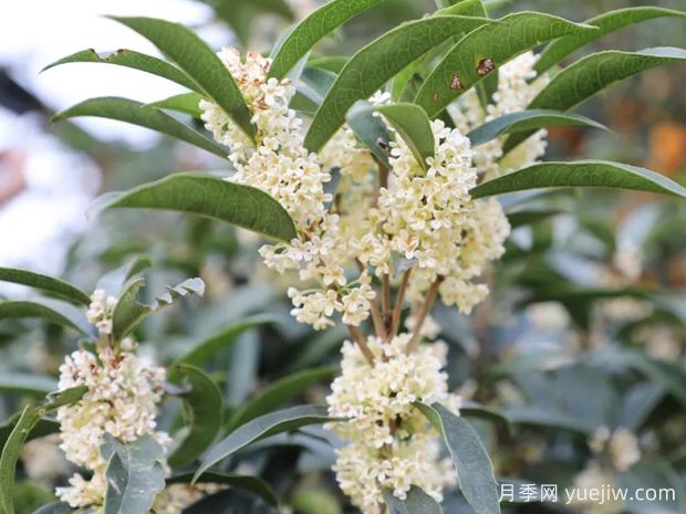桂花(图3)