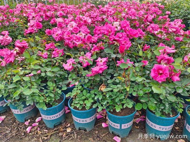 盆栽玫瑰养护秘籍(图1) 盆栽玫瑰养护秘籍(图1)