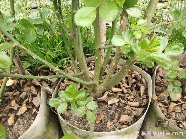 如何判断月季休眠?如何修剪让花开更多(图1) 如何判断月季休眠?如何修剪让花开更多(图1)