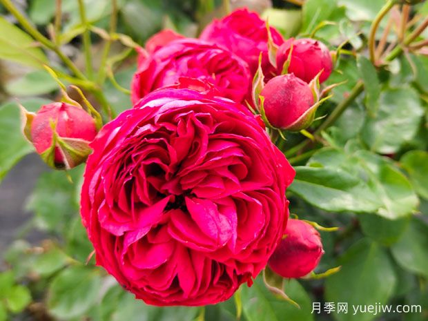 玫瑰花的花语及朵数含义(图1)