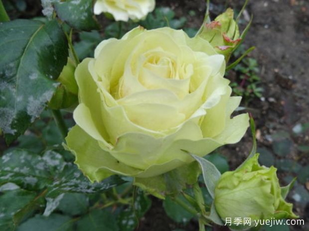 碧玉月季(图2) 碧玉月季(图2)