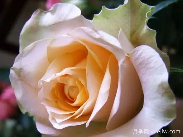 碧玉丹心月季(图1) 碧玉丹心月季(图1)