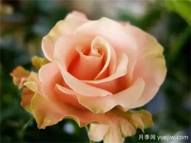 彩玉月季(图1) 彩玉月季(图1)