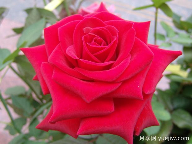 赤子之心月季(图1) 赤子之心月季(图1)