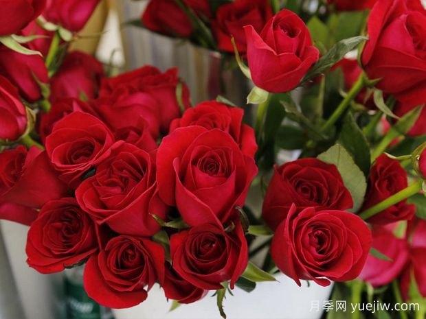 赤子之心月季(图2) 赤子之心月季(图2)