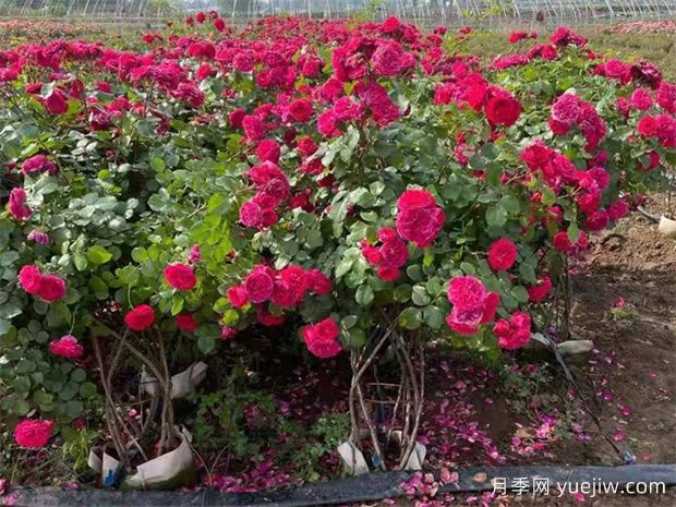 月季花篮(图2)