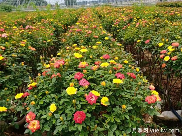 月季花篮(图1)