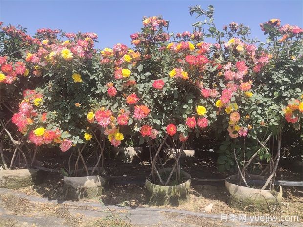 月季花篮(图3)