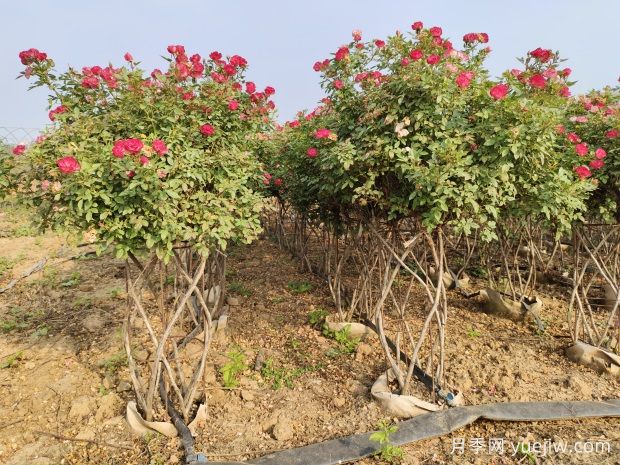 月季花篮(图4)