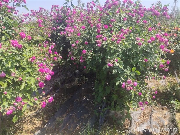 月季花篮(图5)