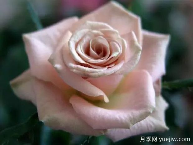 钻石月季(图1) 钻石月季(图1)