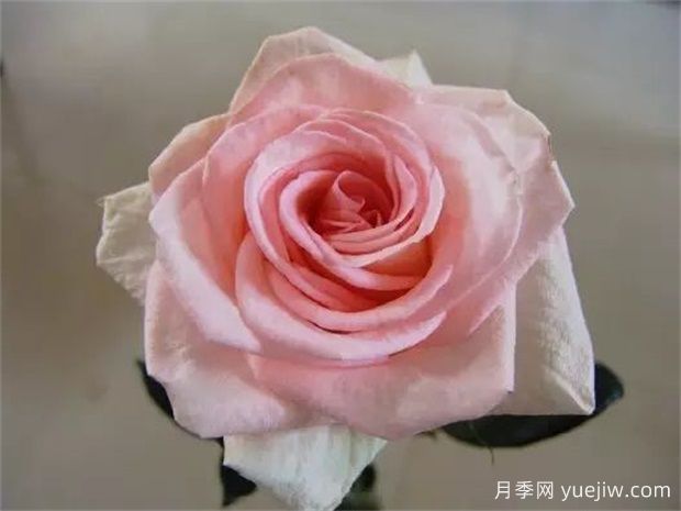 云艳月季(图1) 云艳月季(图1)