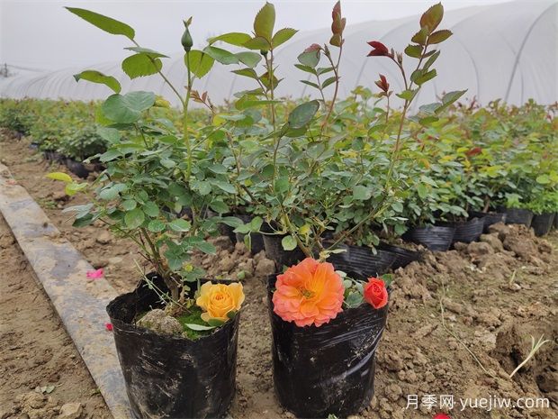 换盆有技巧，五种花卉换盆需谨慎(图1)