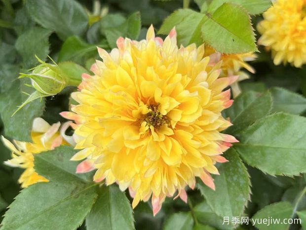 花友养的烟花波浪月季优缺点(图1)