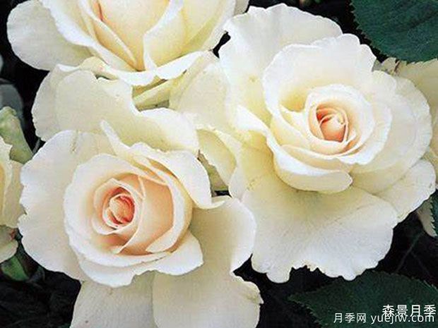 玛格丽特梅丽尔月季(图2)