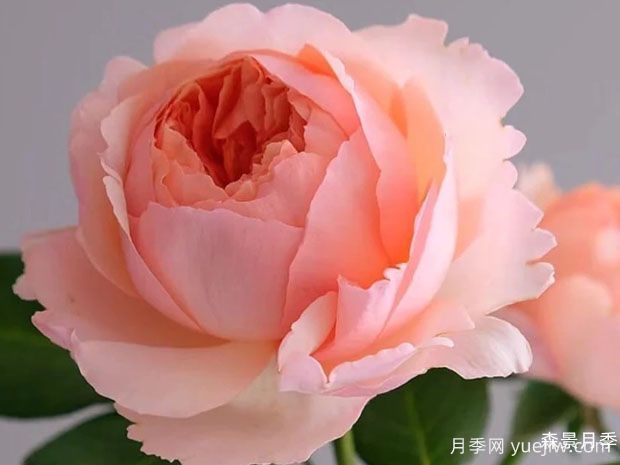 萨尔曼莎月季(图2)