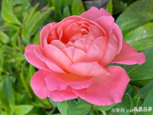 怀旧珊瑚月季(图2)