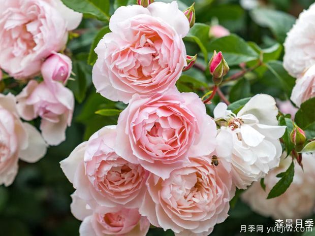 慷慨的园丁月季(图1)