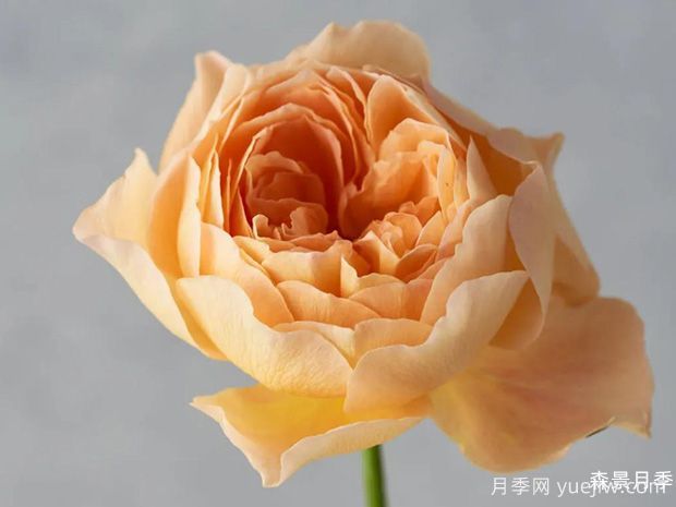 月亮之花月季/月花(图1)
