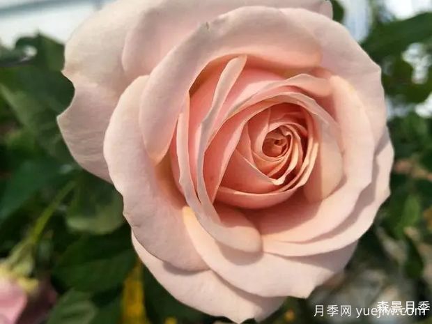 彗星王阳台月季(图2)