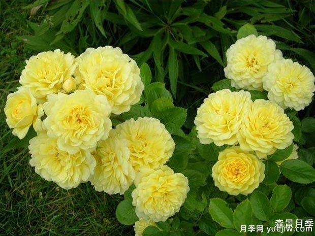 黄爱玫月季/黄色梅兰之爱/安妮杜普蕾/柠檬马卡龙(图4)