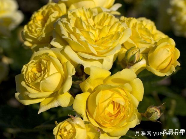 黄爱玫月季/黄色梅兰之爱/安妮杜普蕾/柠檬马卡龙(图1)