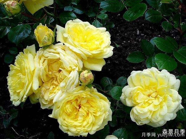 黄爱玫月季/黄色梅兰之爱/安妮杜普蕾/柠檬马卡龙(图2)