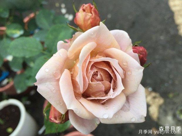 八神庵月季/神庵/伊织(图3)